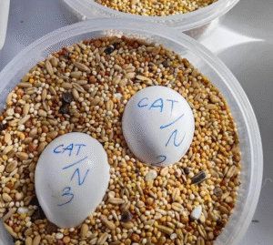 Papageieneier für Züchter – Professionelle Zucht-Eier in Großmengen