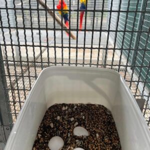 Papageieneier für Züchter – Professionelle Zucht-Eier in Großmengen