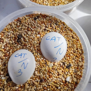 Papageieneier für Züchter – Professionelle Zucht-Eier in Großmengen