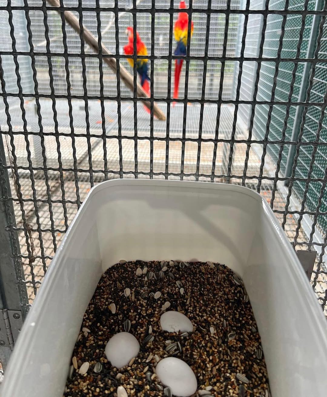 Papageieneier für Züchter – Professionelle Zucht-Eier in Großmengen