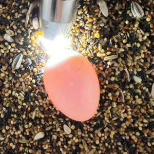 Papageienzucht Deutschland – Artgerechte Zucht mit CITES-Zertifizierung