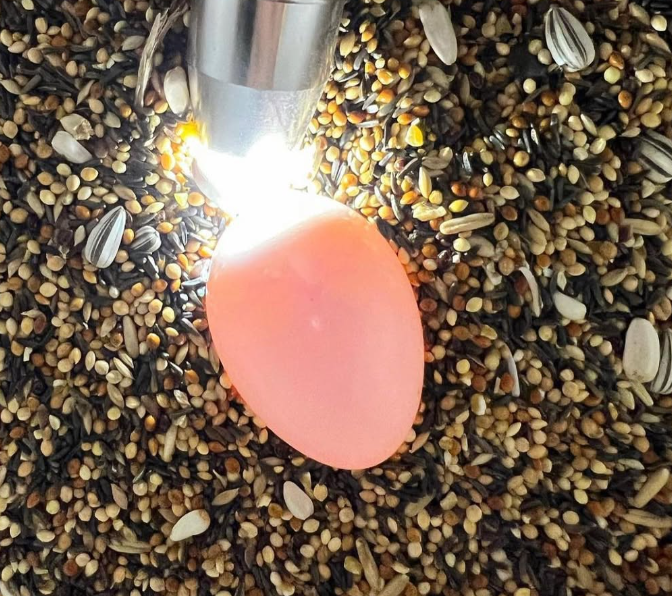 Papageienzucht Deutschland – Artgerechte Zucht mit CITES-Zertifizierung