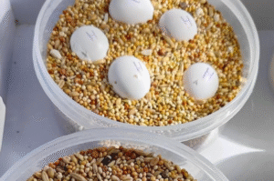 Sittich Eier für Verkauf – Perfekte Einsteiger-Arten für die Vogelzucht