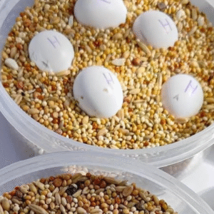 Sittich Eier für Verkauf – Perfekte Einsteiger-Arten für die Vogelzucht