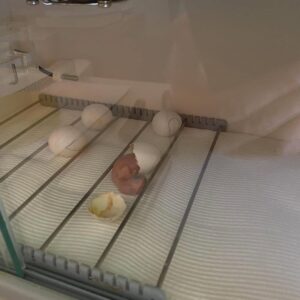 Exotische Vögel Eier Kaufen Österreich – Zertifizierte Eier mit EU-Dokumenten