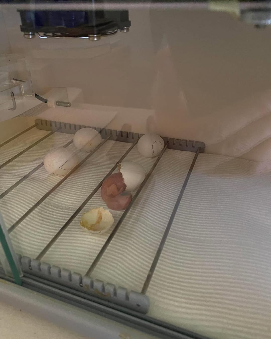 Exotische Vögel Eier Kaufen Österreich – Zertifizierte Eier mit EU-Dokumenten